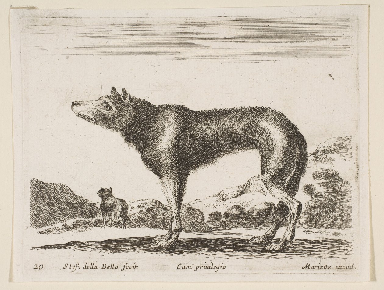 Ilustração 20: lobo, de vários animais Animais diferentes, ca. 1641 de Stefano della Bella