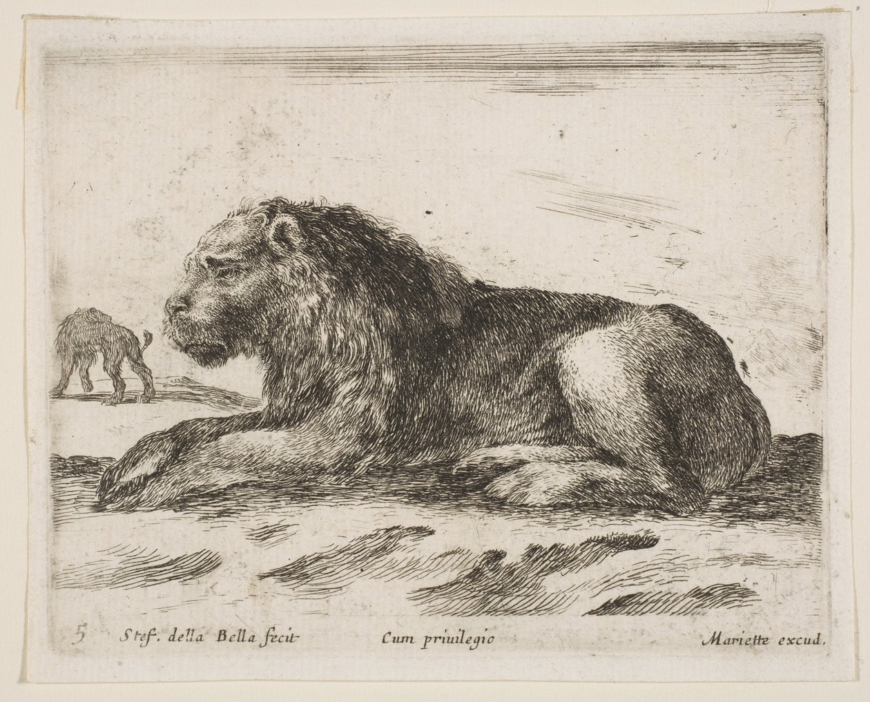 Ilustração 5: leão reclinado, de Various animals Diversi animali, 1641. de Stefano della Bella