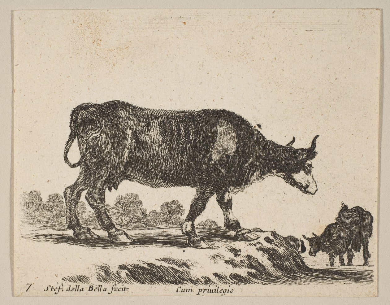 Ilustração 7: vaca, de vários animais Diversi animali, ca. 1641 de Stefano della Bella