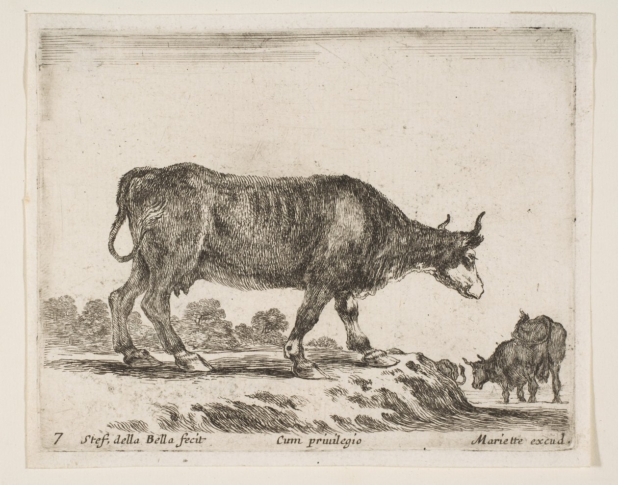 Ilustração 7: boi, de Various animals Diversi animali, ca. 1641 de Stefano della Bella