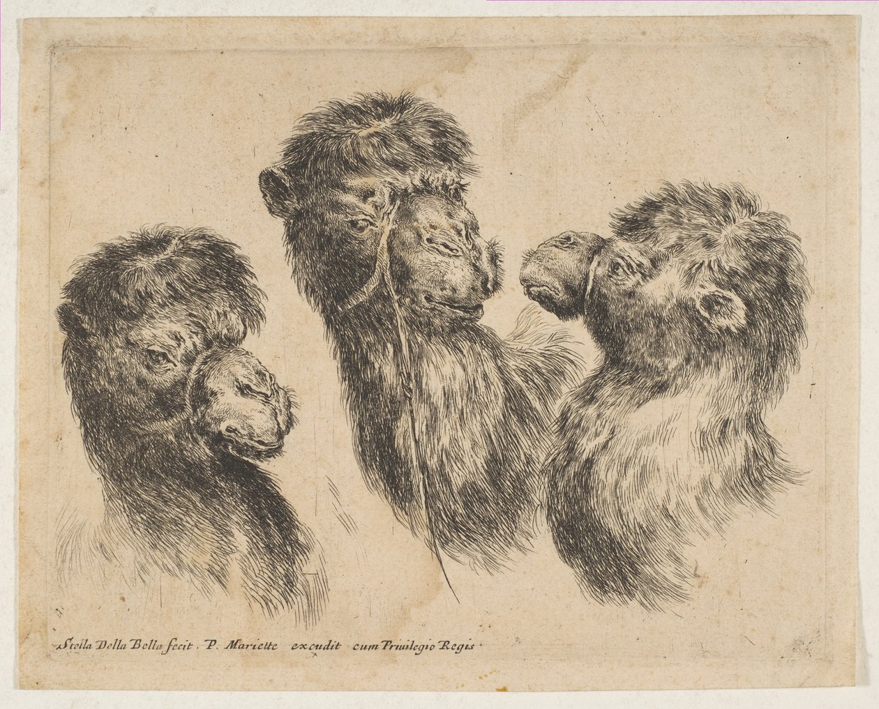 Três cabeças de camelo, ca. 1641 de Stefano della Bella