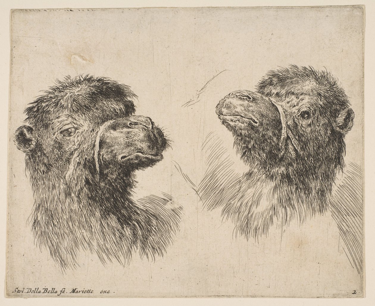 Duas cabeças de camelo, ca. 1641 de Stefano della Bella