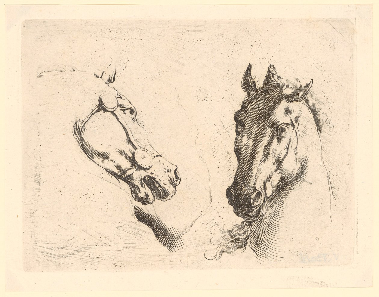 Duas cabeças de cavalo, prancha 1 da série «Diversas cabeças de animais» de Stefano della Bella
