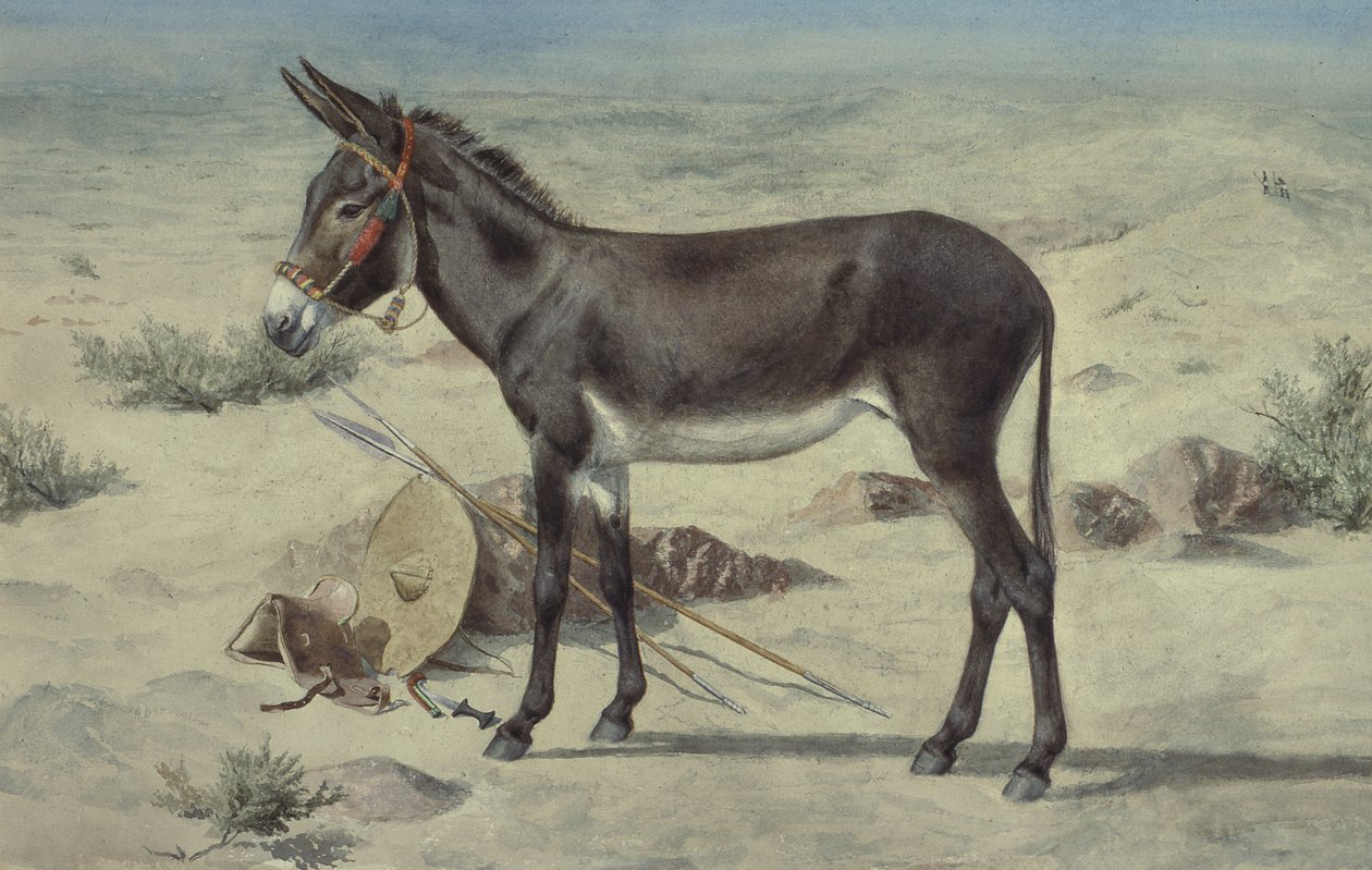 Estudos de Animais (S.Ex.3-1885) de Stephen Briggs Carlil
