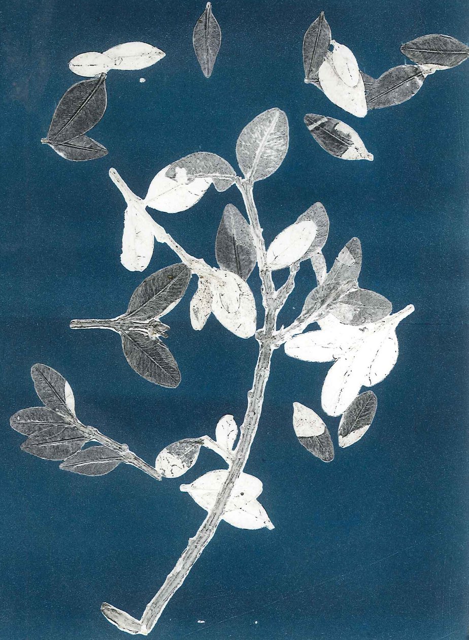 Jardim da meia-noite II, 2015 (mono-impressão sobre papel) de Stephen Dow