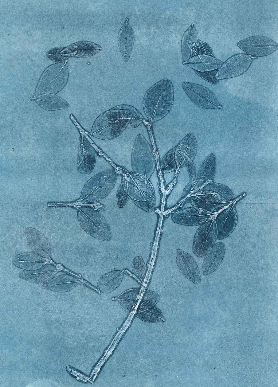 Jardim da meia-noite I, 2015 (mono-impressão sobre papel) de Stephen Dow