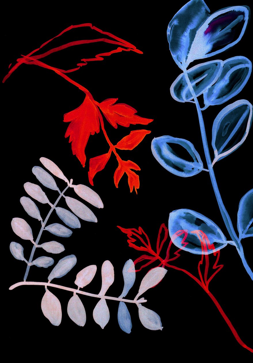 Flora Nocturna IV, 2018 (digital) de Stephen Dow