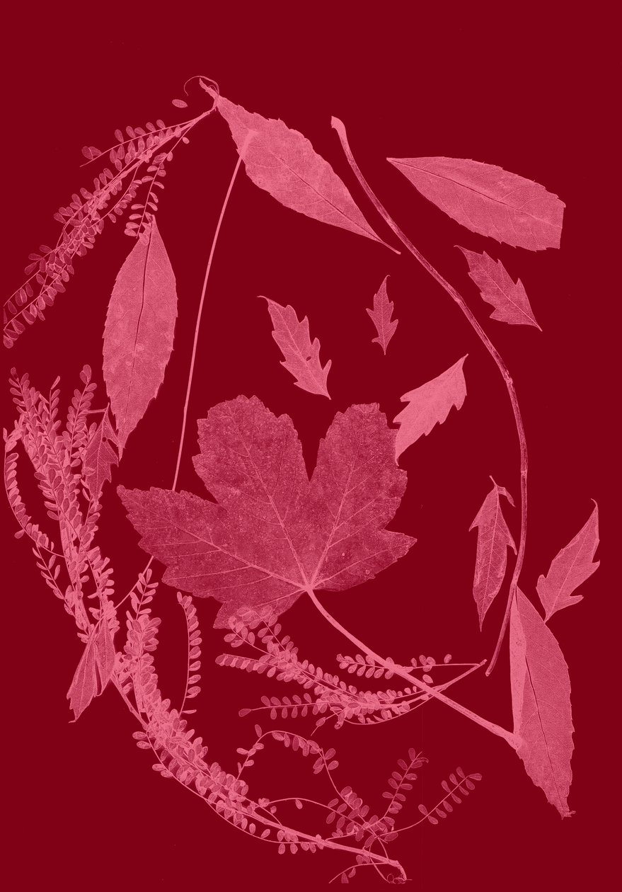 Folhagem vermelha, 2017 (digital) de Stephen Dow