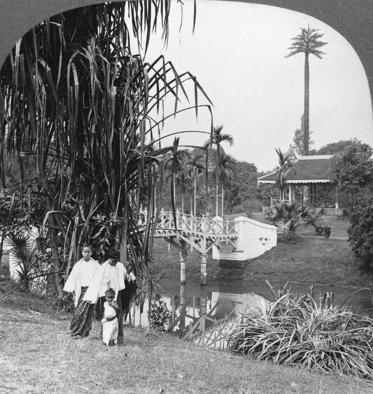 Uma espiada nos jardins tropicais de Rangoon, Birmânia, 1908 de Stereo Travel Co