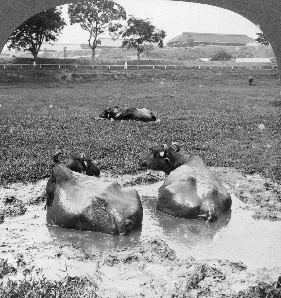 Búfalo, Birmânia, 1908 de Stereo Travel Co