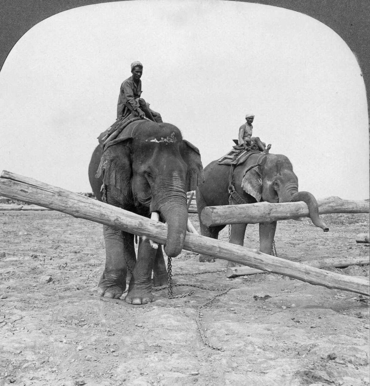 Elefantes trabalhando em um pátio de madeira, Rangoon, Birmânia, 1908 de Stereo Travel Co