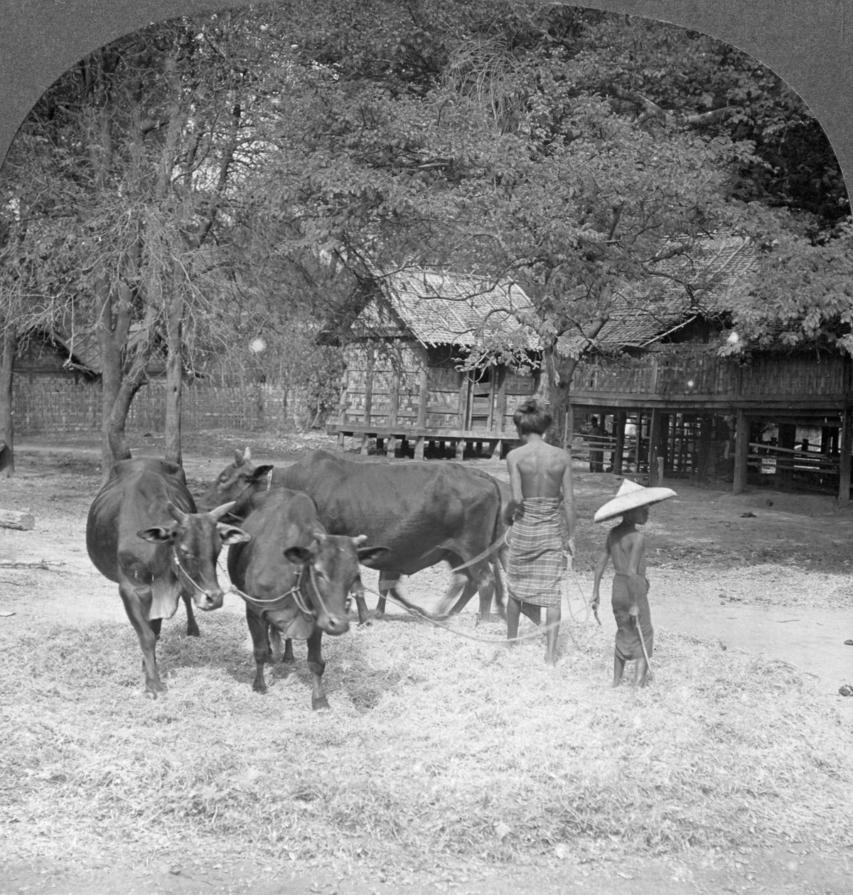 Debulha de arroz, Amarapura, Birmânia, 1908 de Stereo Travel Co