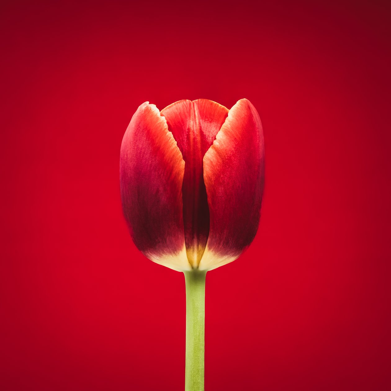 Retrato de uma tulipa vermelha singular sobre um fundo vermelho de Steve Gallagher