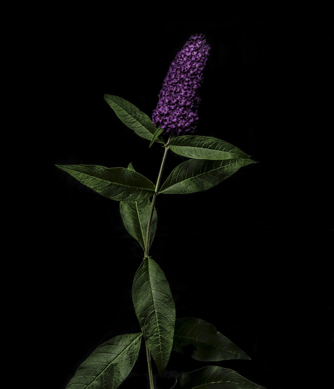 Buddleja roxa, 2020 (foto) de Steve Gallagher