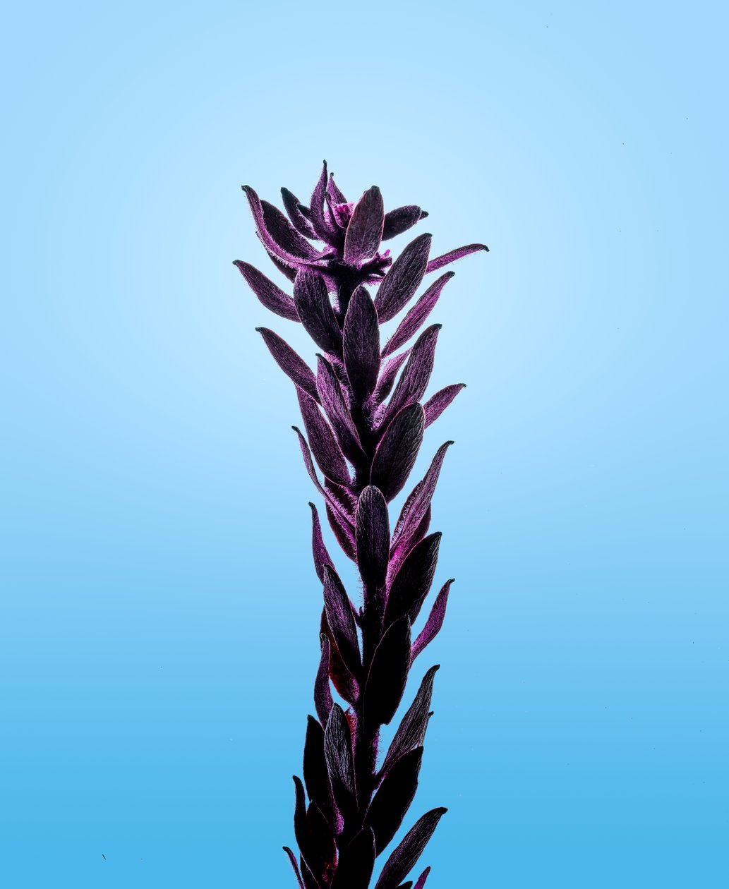Elodea púrpura, 2021 (foto) de Steve Gallagher