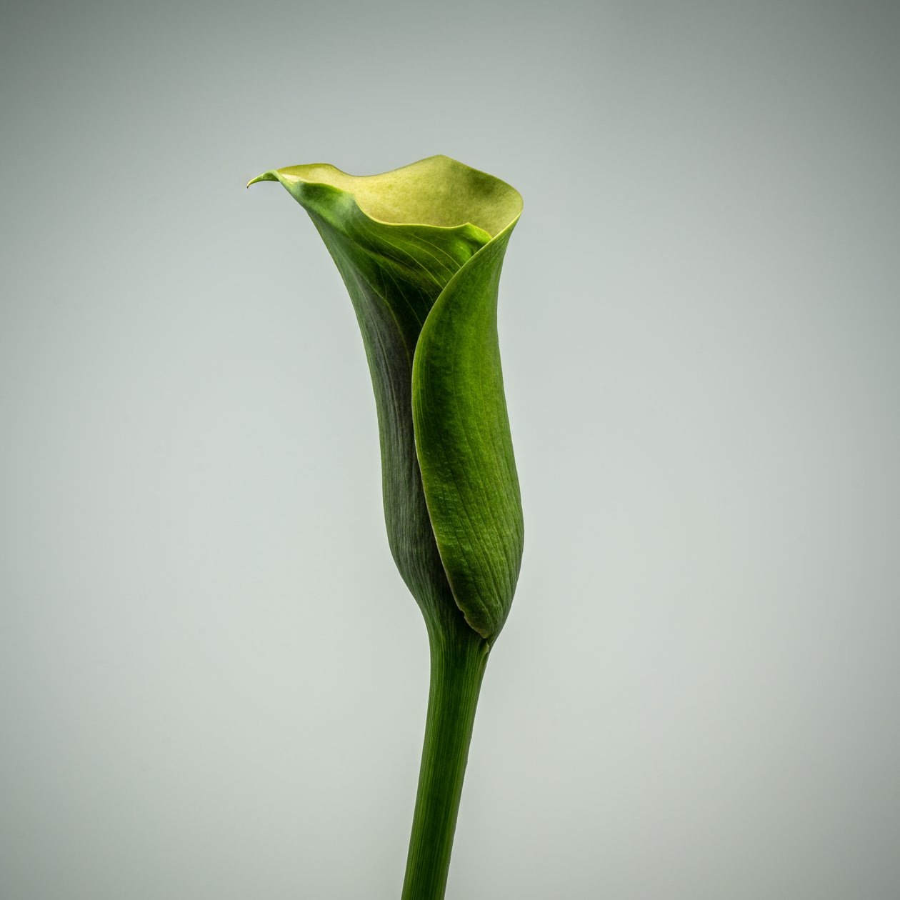 Lírio Calla verde único, 2020 (foto) de Steve Gallagher