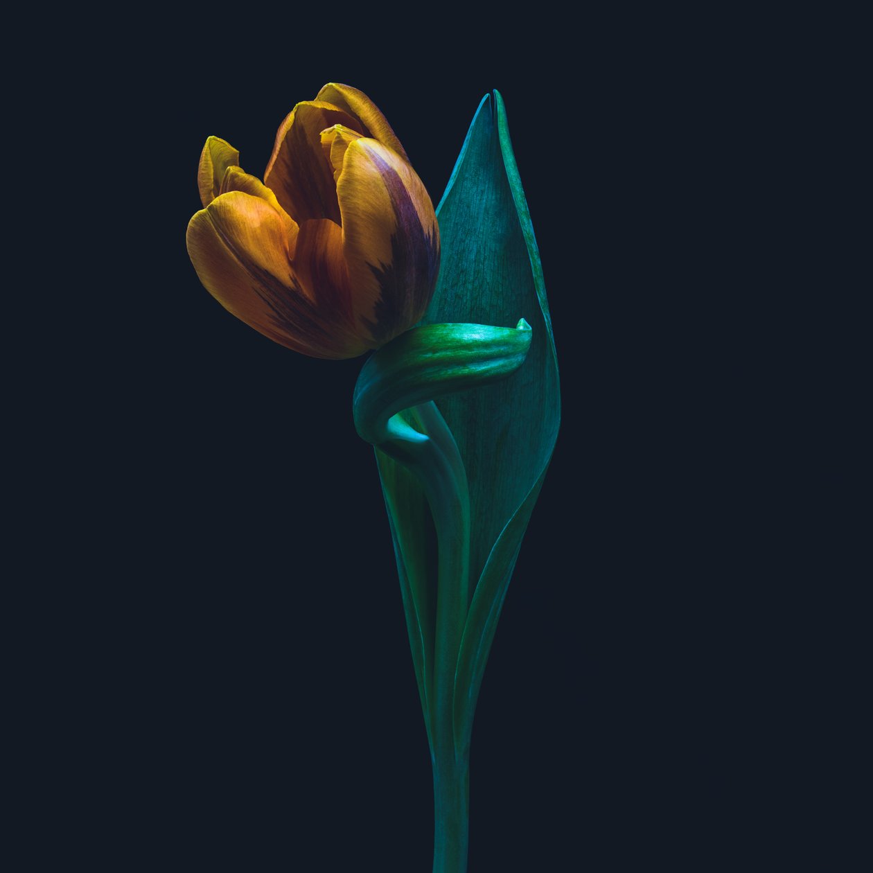 Tulipa singular, 2022 (foto) de Steve Gallagher