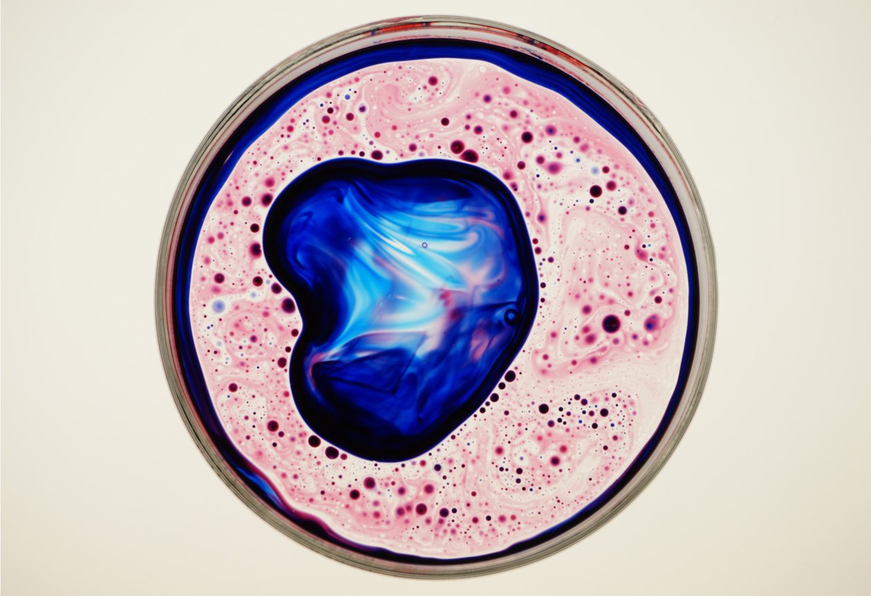 Placa de Petri, 2024 de Steve Pavlovsky