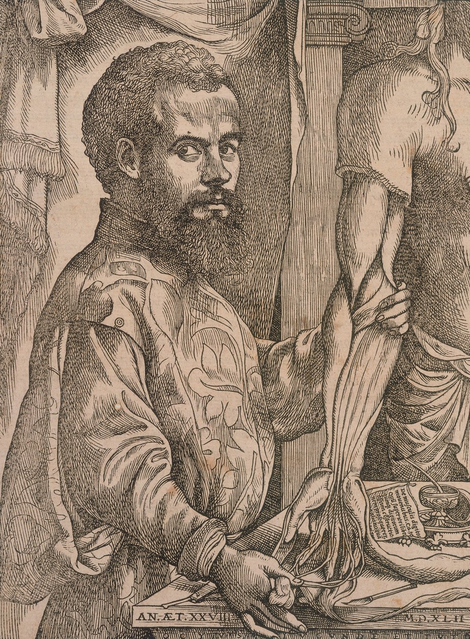Andreas Vesalius dissecando os músculos do antebraço de um cadáver, 1543. de Steven van Calcar