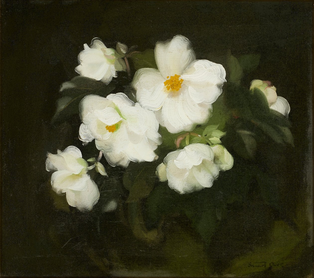 Rosas brancas (óleo sobre tela) de Stuart Park