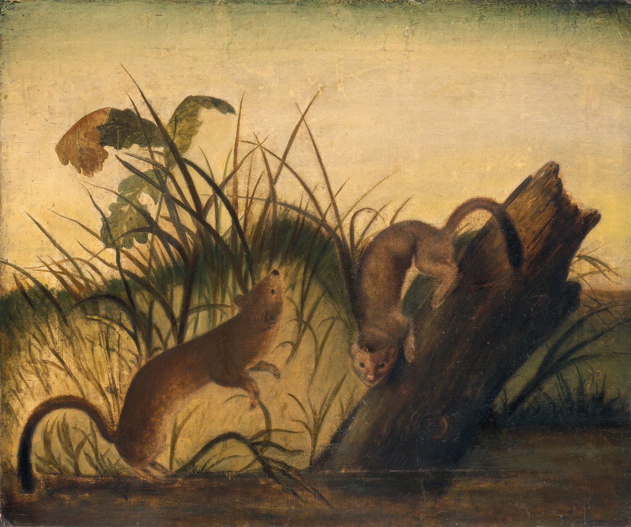 Doninha de cauda longa de Studio of John James Audubon
