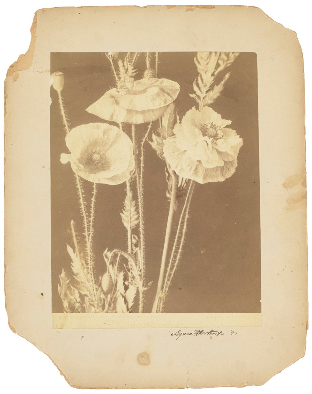 Papoilas, c.1898-1920 (fotografia a preto e branco) de Studios Tiffany