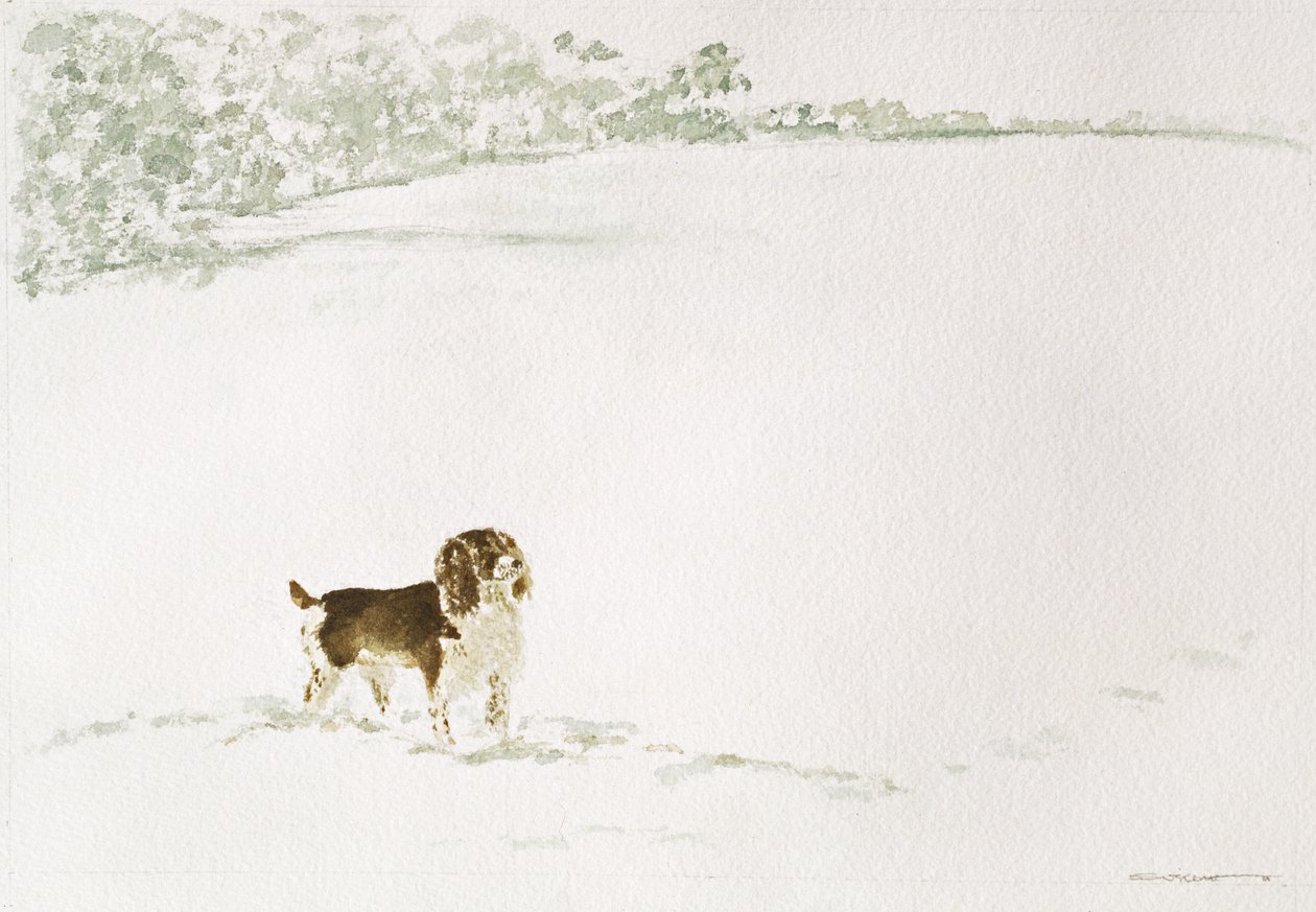 Springer Spaniel na neve de Suzi Kennett