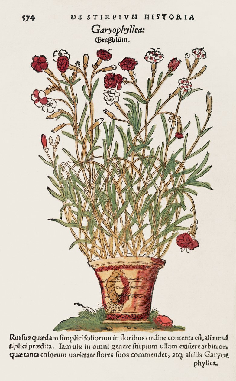Cravo, de De Historia Stirpium por Leonard Fuchs (1501-66) 1545 de Swiss School
