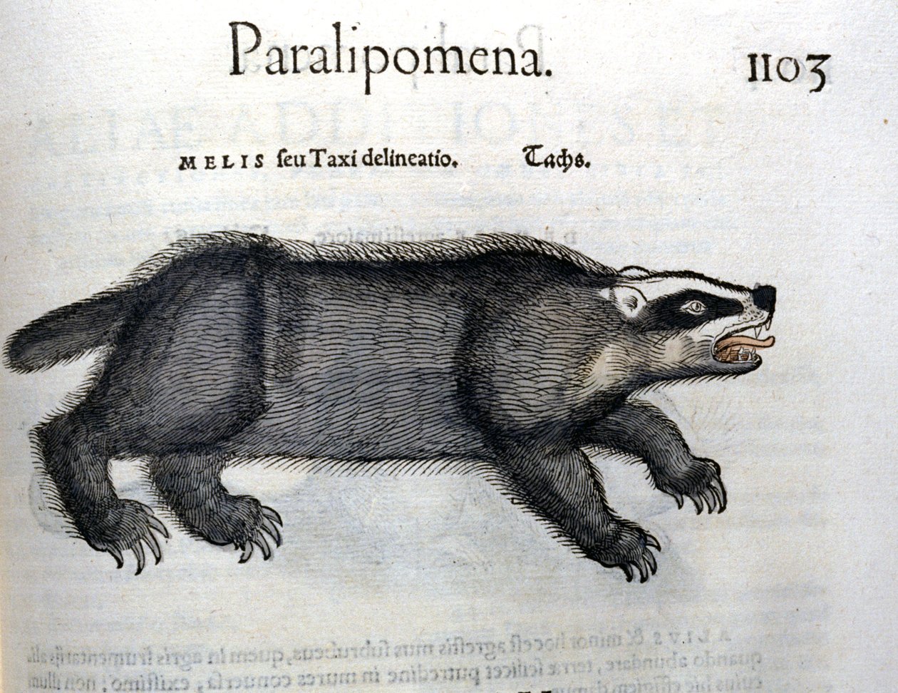 Texugo, ilustração de 