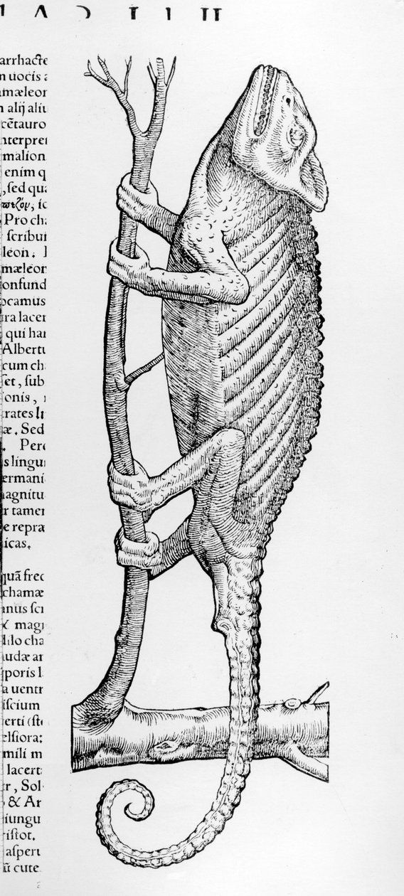 Chameleon, a partir de um "viver livro de história 2, cranberry Oviparis&39; por Conrad Gesner, publicado 1554 de Swiss School