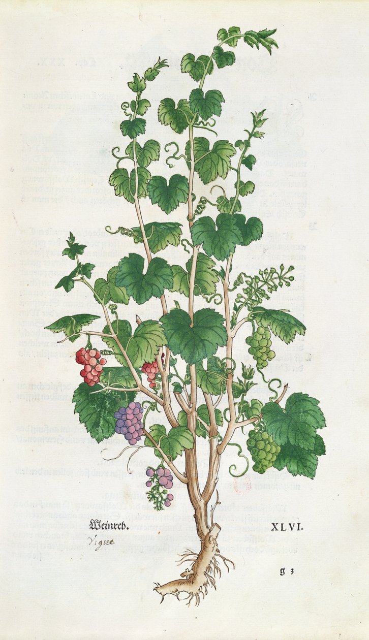 Prato botânico de vinha (Vitis Vinifera) de De Historia Stirpium de Leonard Fuchs (1501-66) 1543 de Swiss School