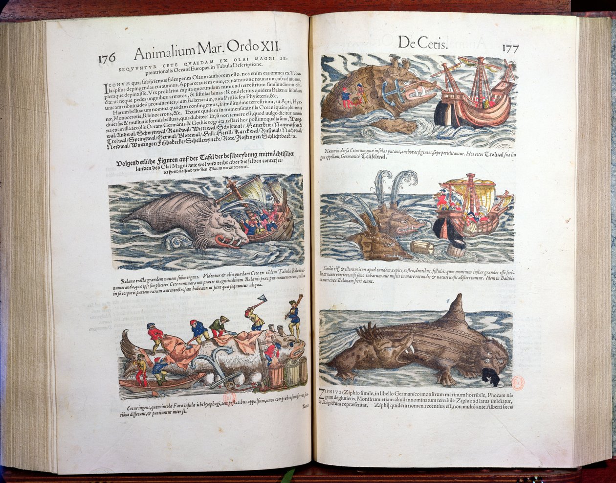 Articulando uma baleia e uma caça à baleia, do apêndice historiae quadrupedum, viviparorum e ovipororum por Conrad Gesner (1516-65) naturalista suíço, 1554 (gravura a cores) de Swiss School