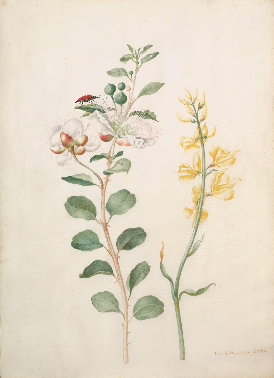 Estudo de alcaparras, tojo e um besouro, 1693. de Sybilla Merian