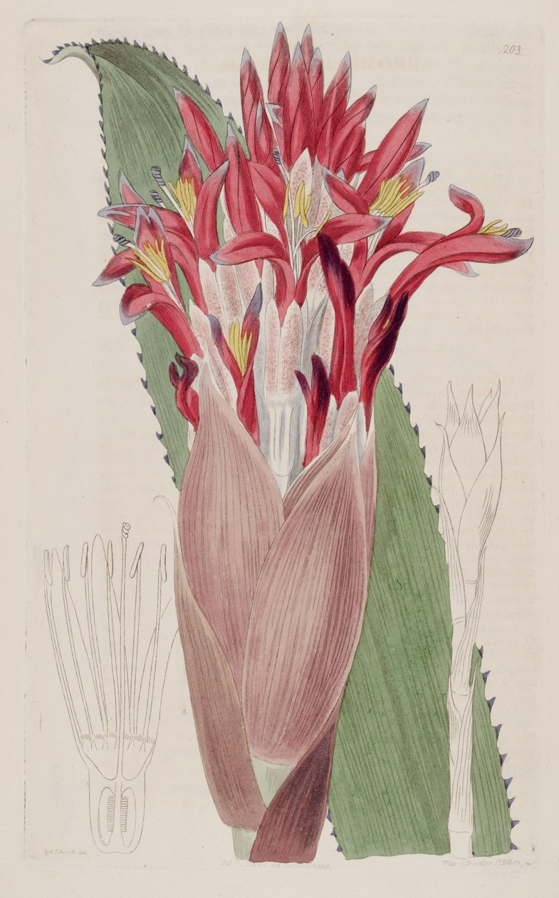 Ilustração de Aechmea nudicaulis (como syn Bromelia nudicaulis) de Sydenham Teast Edwards