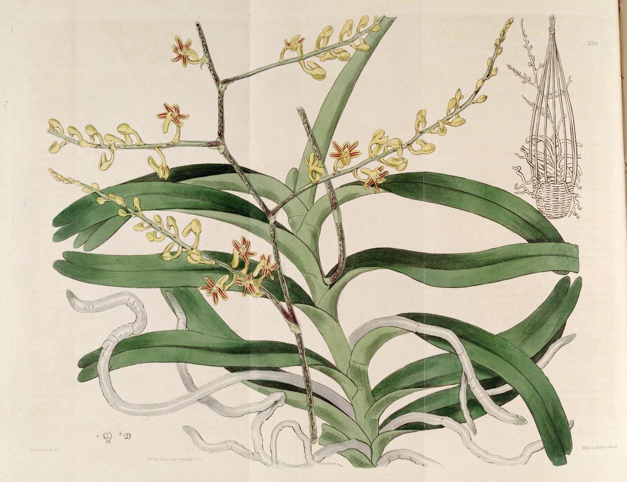 Ilustração de Cleisostoma paniculatum (como syn. Aerides paniculata) de Sydenham Teast Edwards