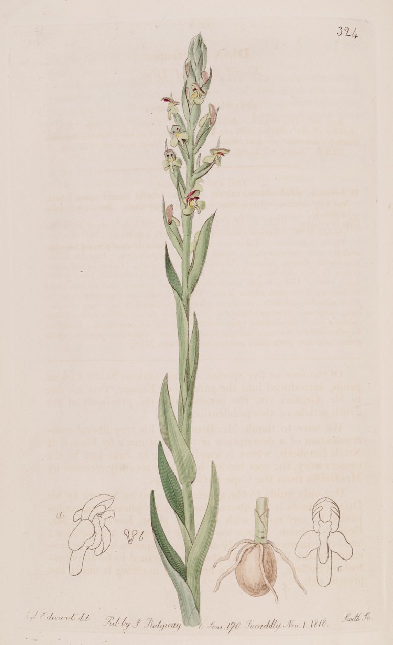 Ilustração de Disa bracteata de Sydenham Teast Edwards
