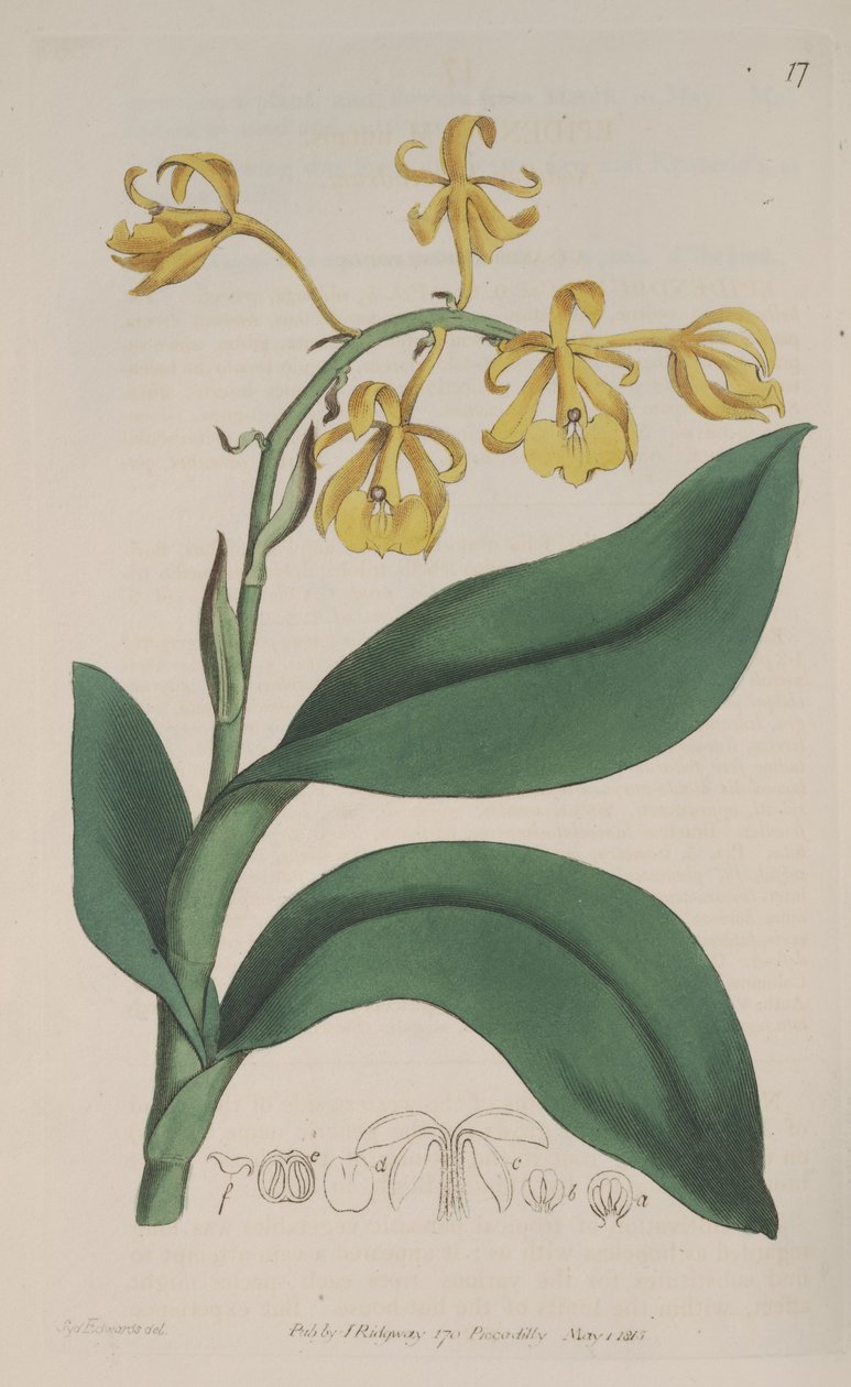 Ilustração, de, Epidendrum, nutans de Sydenham Teast Edwards