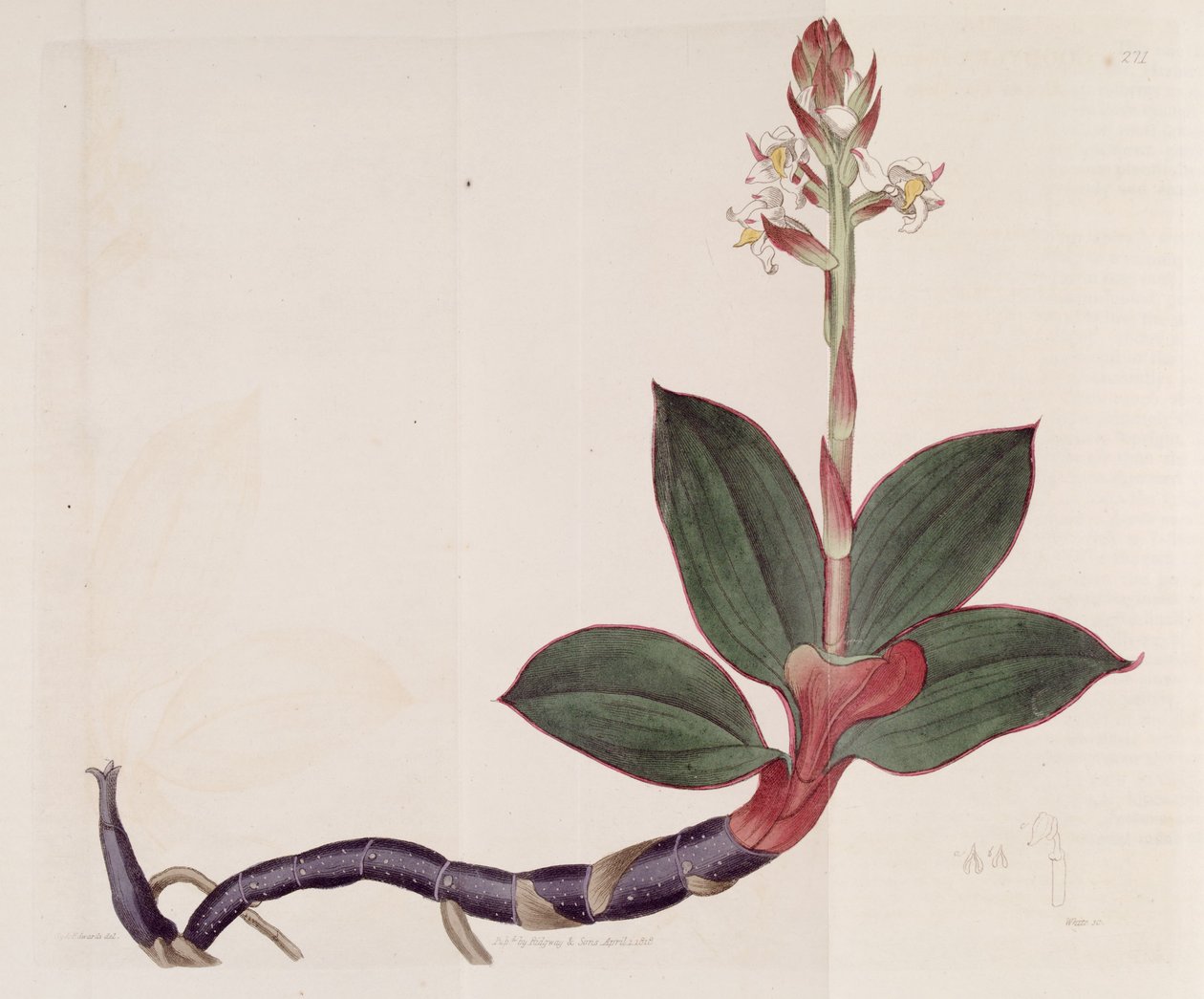 Ilustração de Ludisia discolor (como syn. Goodyera discolor) de Sydenham Teast Edwards