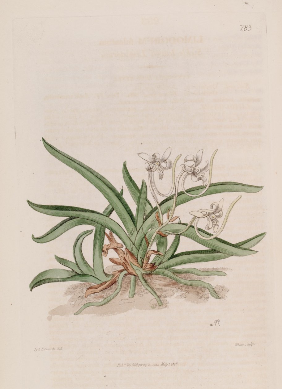 Ilustração de Neofinetia falcata (como syn. Limodorum falcatum) de Sydenham Teast Edwards