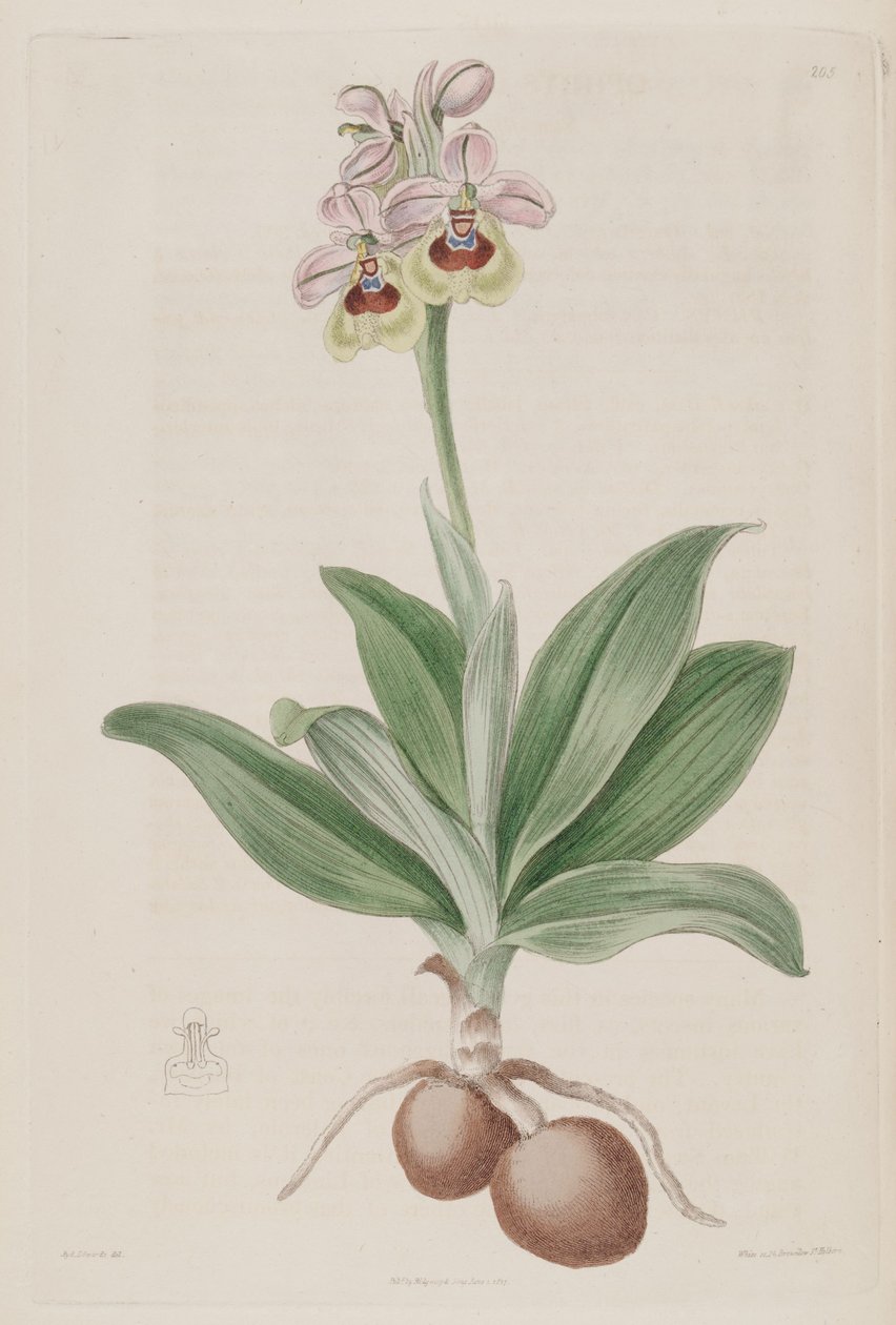 Ilustração de Ophrys tenthredinifera de Sydenham Teast Edwards