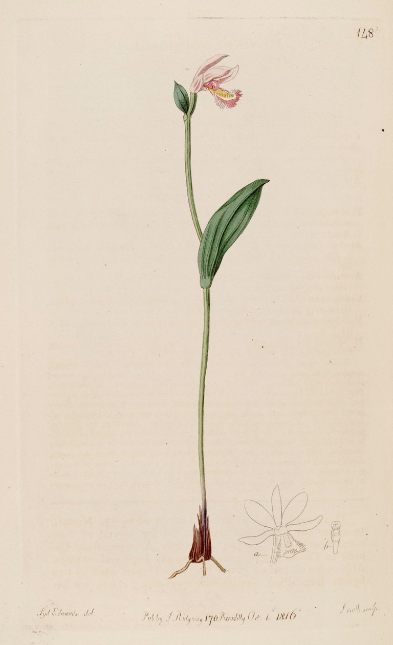 Ilustração de Pogonia ophioglossoides de Sydenham Teast Edwards