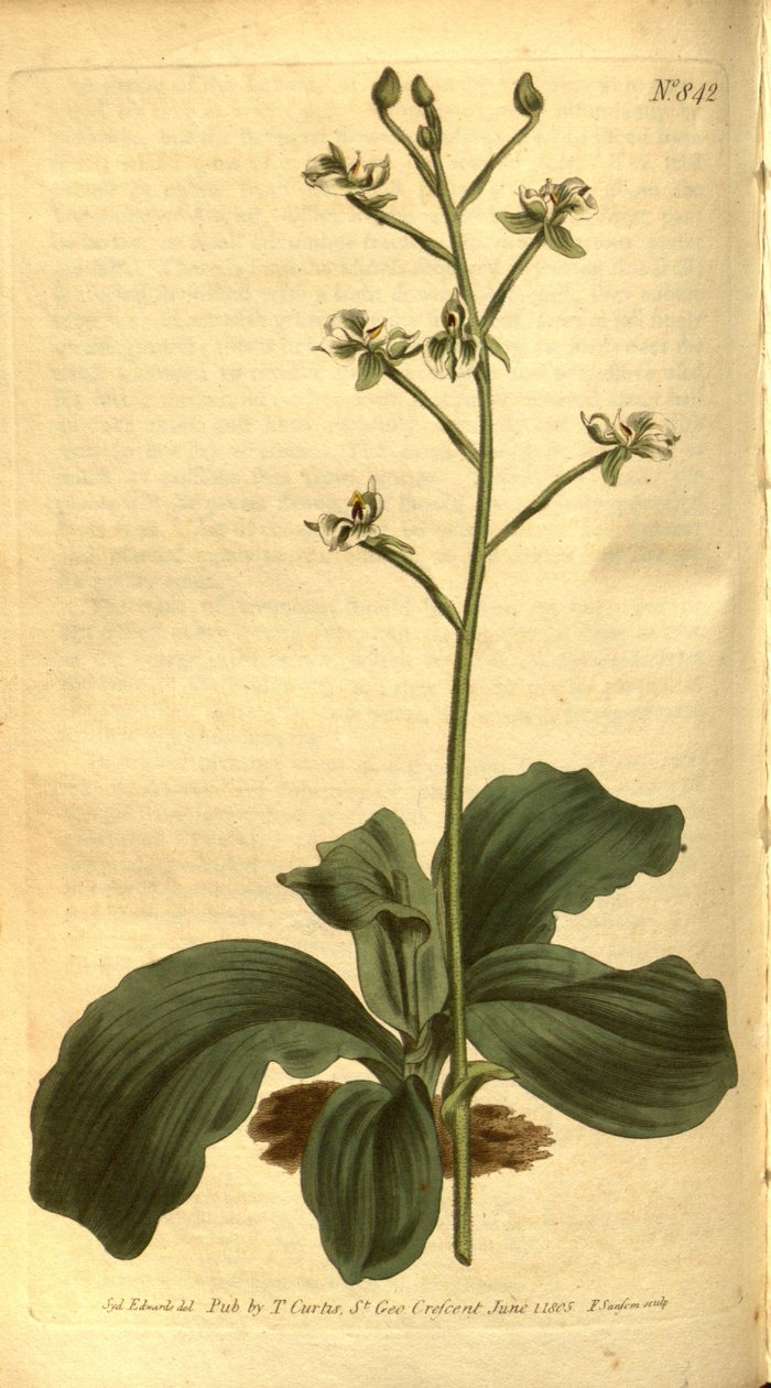 Ilustração, de, Ponthieva, racemosa de Sydenham Teast Edwards