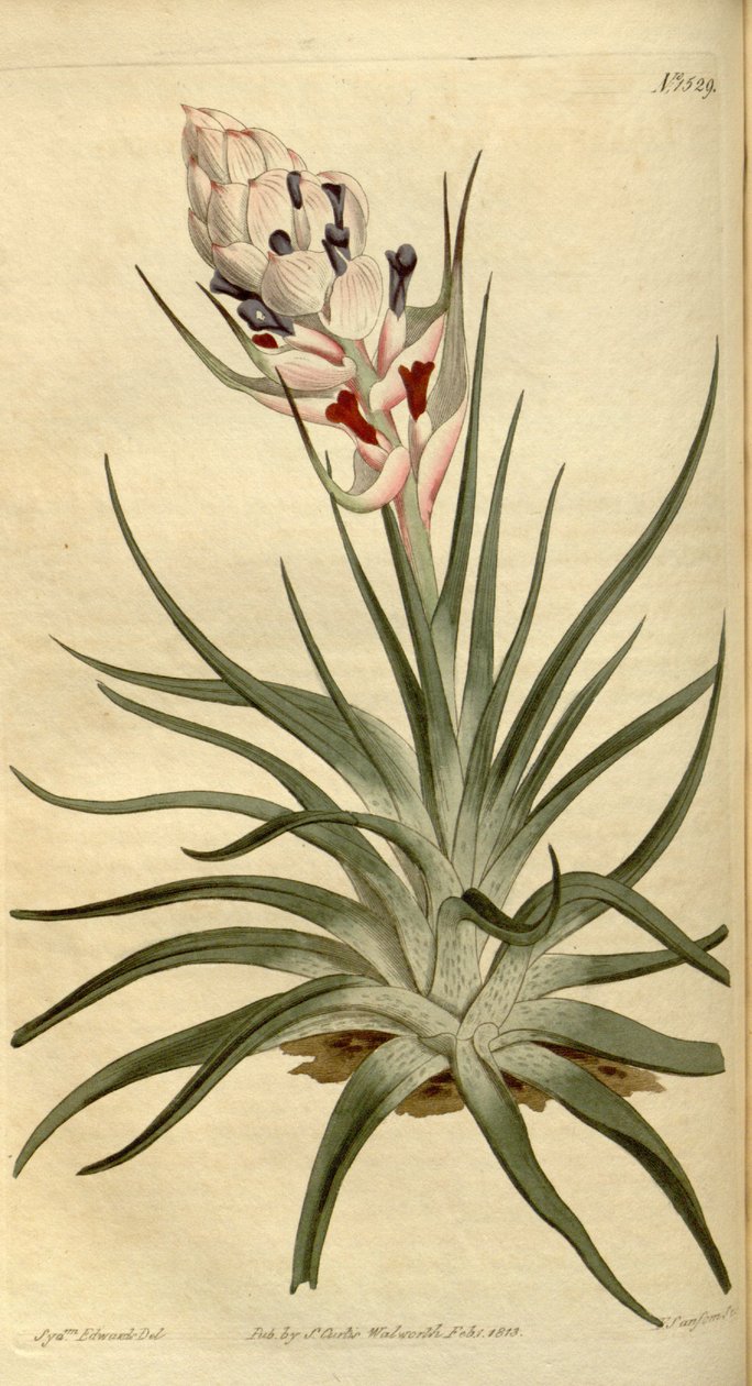 Ilustração, de, tillandsia, stricta de Sydenham Teast Edwards
