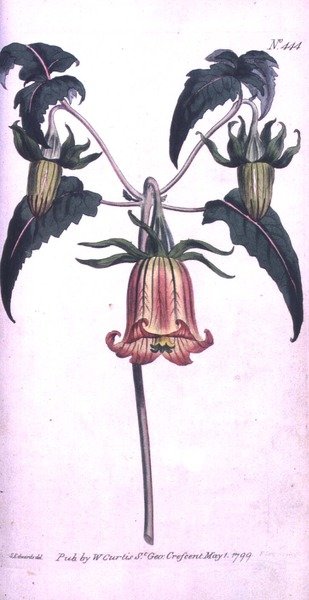 Canary Island Bell Flower (Canarina campanula), placa 444 de William Curtis