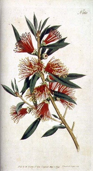 Metrosideros (Metrosideros citrina), de William Curtis, 
