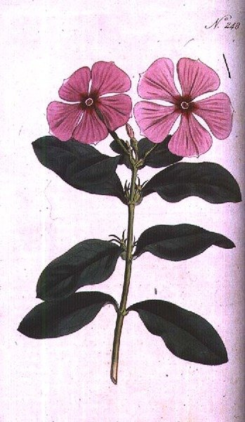 Periwinkle (Vinca rosea madagascar), placa 248 de William Curtis