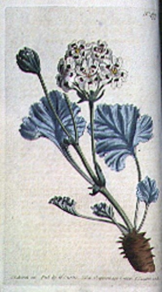 Conta de guindaste espessa (Pelargonium crassicaule), placa 477 de William Curtis 