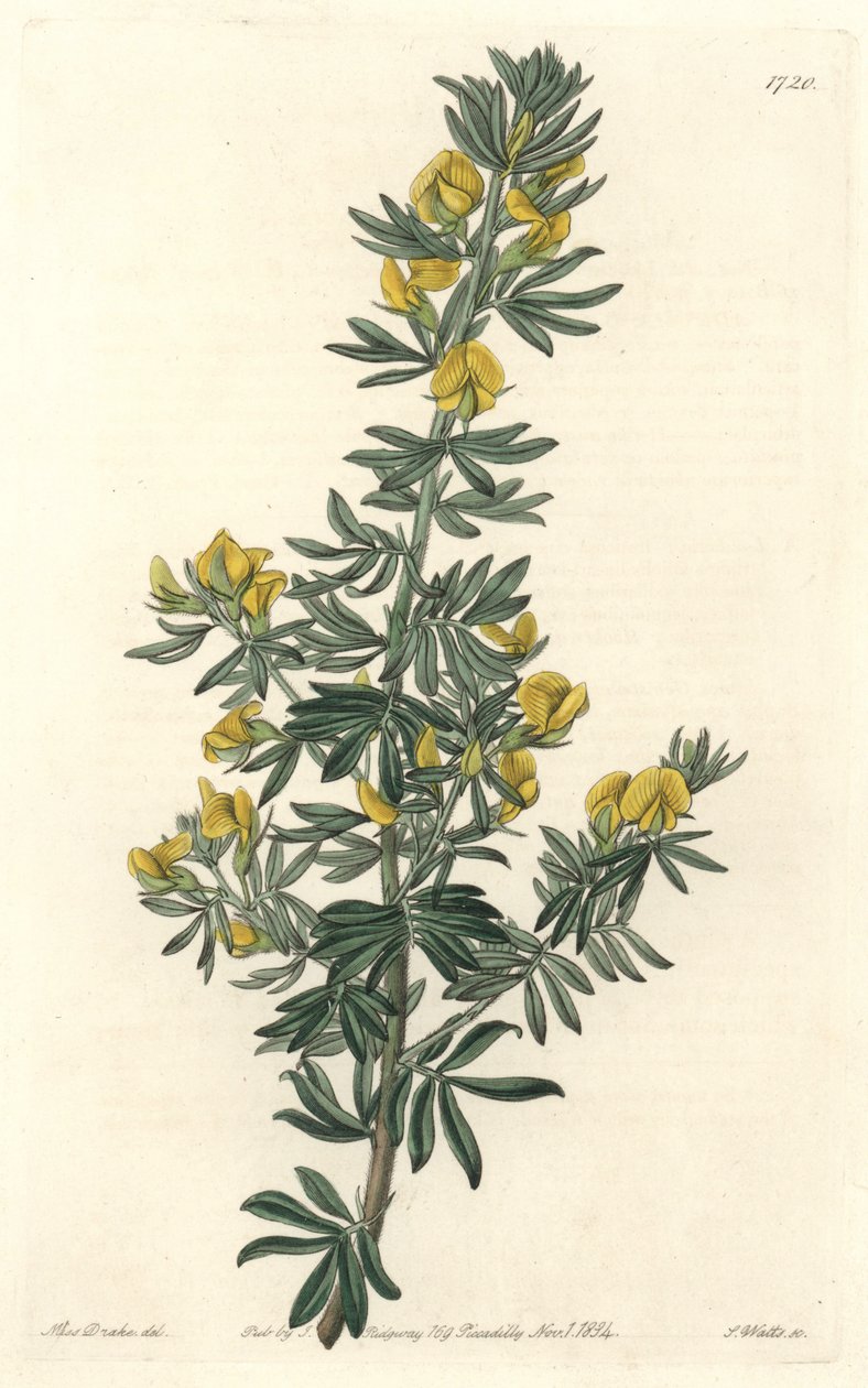 Adesmia de Loudon, nativa da Tasmânia (Austrália) - Água de S. Watts de uma ilustração de Sarah Anne Drake (1803-1857), do Botanical Register de Sydenham Teast Edwards