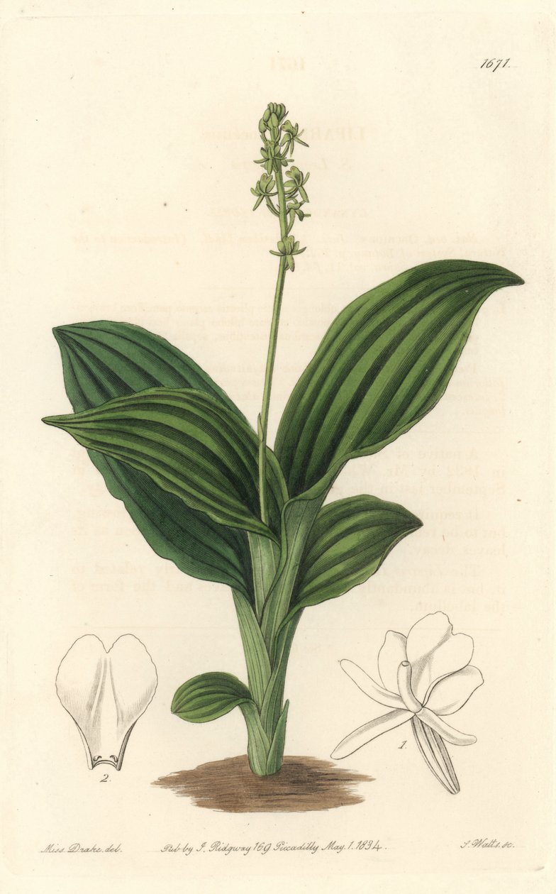 African Liparis Orchid - Water forte de S. Watts a partir de uma ilustração de Sarah Anne Drake (1803-1857), do Botanical Register de Sydenham Teast Edwards