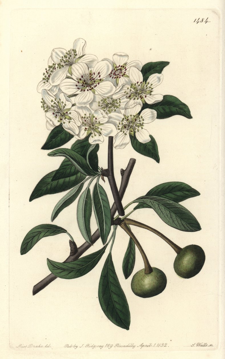 Pêra amígdaliforme - Pêra amígdaliforme, Pyrus amygdaliformis (Pêra de neve, Pyrus nivalis). Gravura em chapa de cobre colorida à mão por S. Watts após ilustração de Sarah Drake do Sydenham Edwards